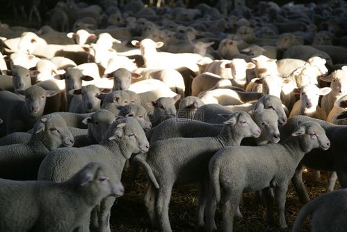 小羊羔,羊,牲畜