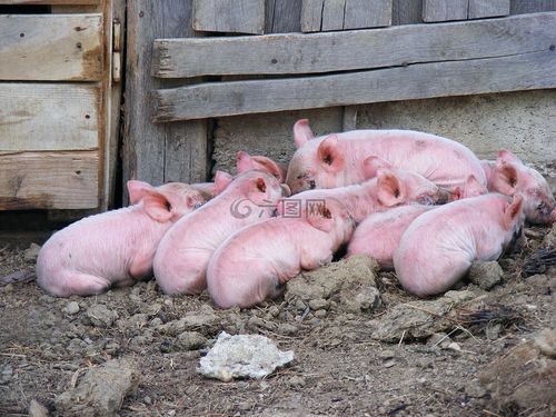 猪,牲畜,家养