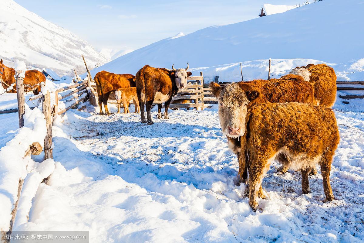 冬季圈养的牲畜 正版图片素材