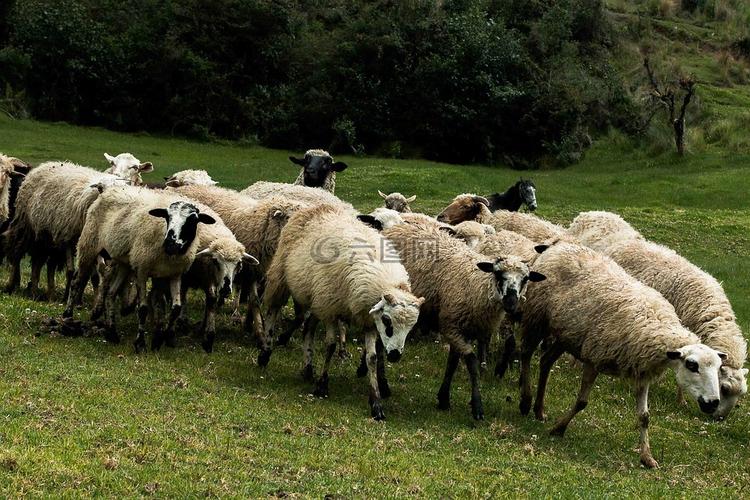 羊,羊群,牲畜